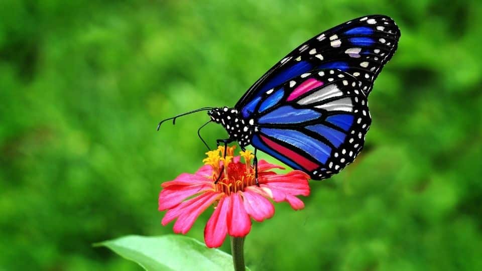 Uma borboleta azul pousando numa flor rosa.