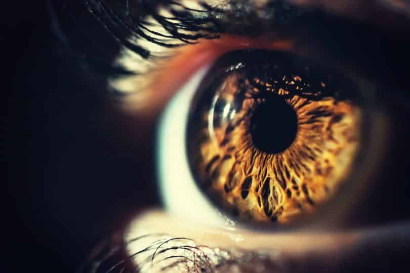 Uma íris de um olho humano sendo incidida por uma luz.
