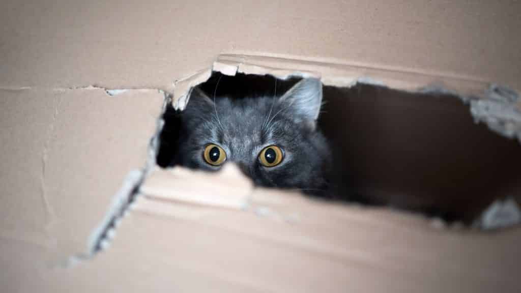 Um gato, dentro de uma caixa, de papelão, espreitando por meio de uma fresta.
