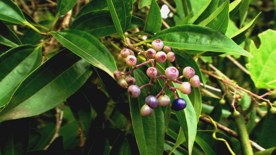 A planta Miconia Albicans, da qual extrai-se os recursos necessários à produção do chá de canela de velho.