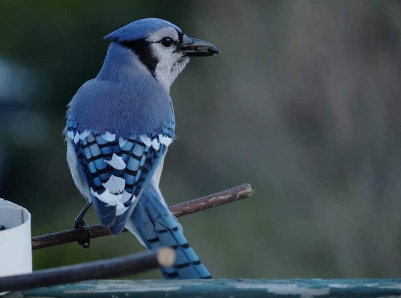 Uma gralha-azul na superfície de um tronco.