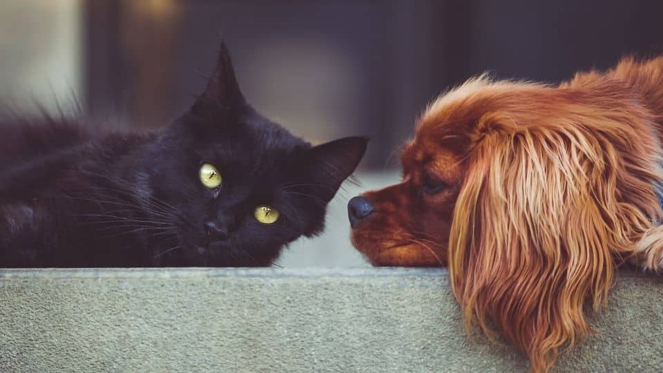 À esquerda, um gato preto deitado na superfície de um muro. À direita, um cachorro laranja também deitado.