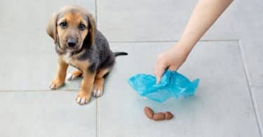 Um pequeno cachorro - à esquerda - e um homem recolhendo suas fezes com uma sacola.