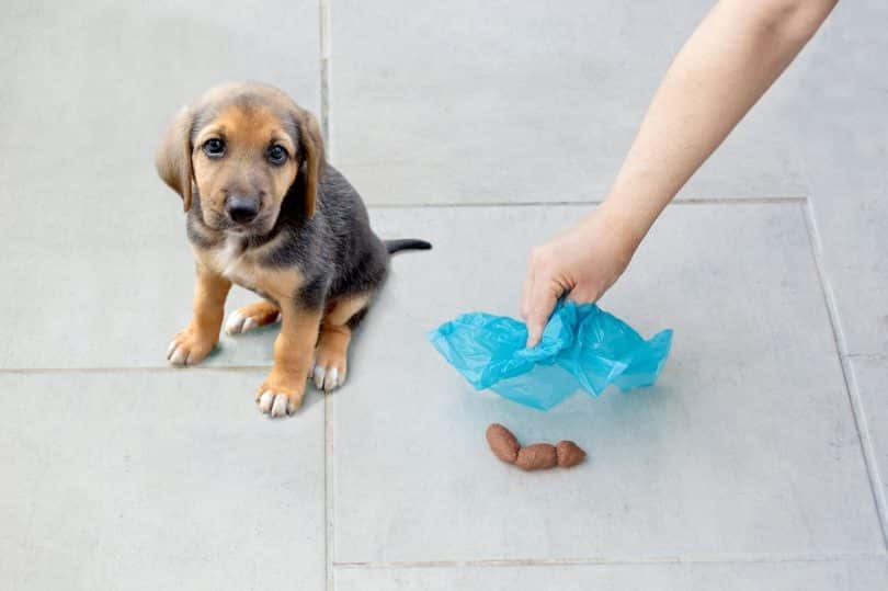 Um pequeno cachorro - à esquerda - e um homem recolhendo suas fezes com uma sacola.