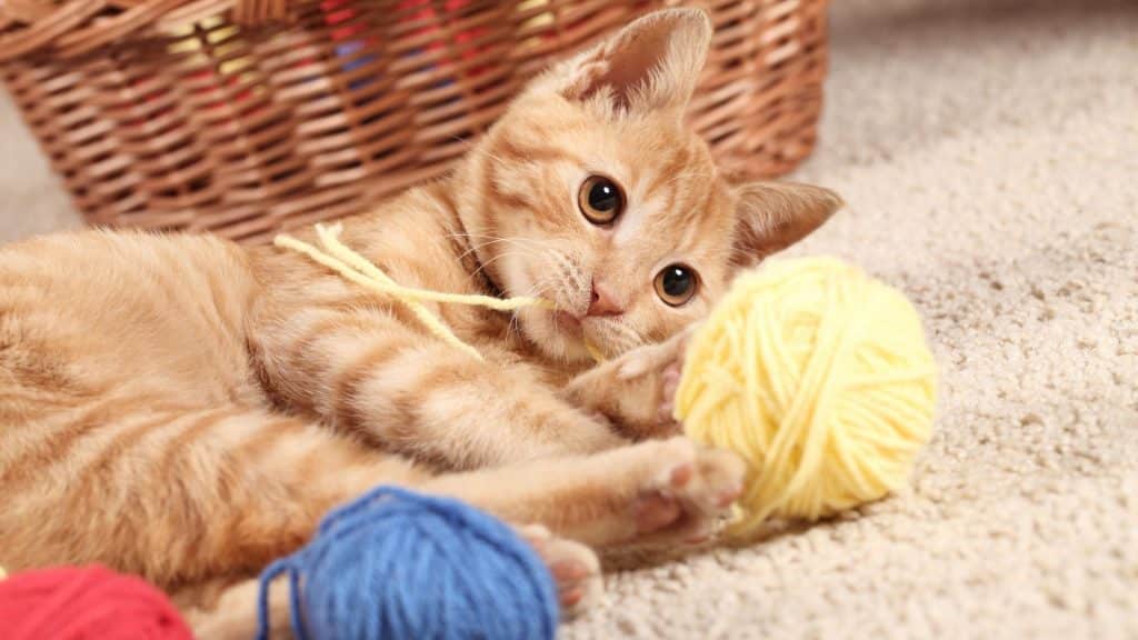 Um gato brincando com novelos de lã.