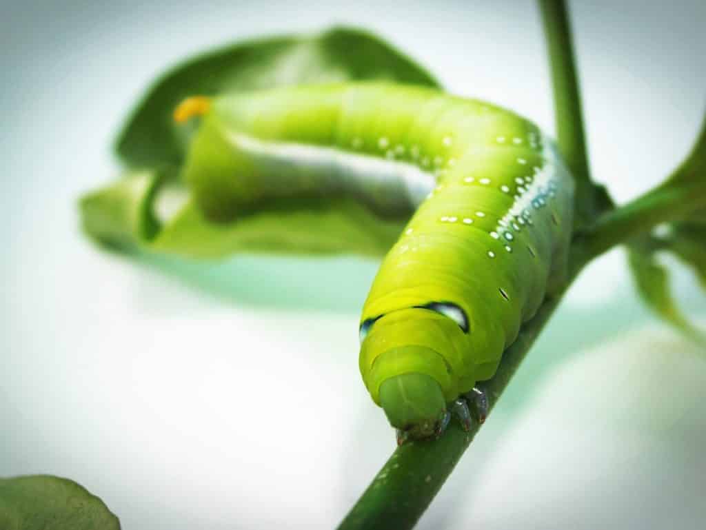 Minhoca andando em uma planta.