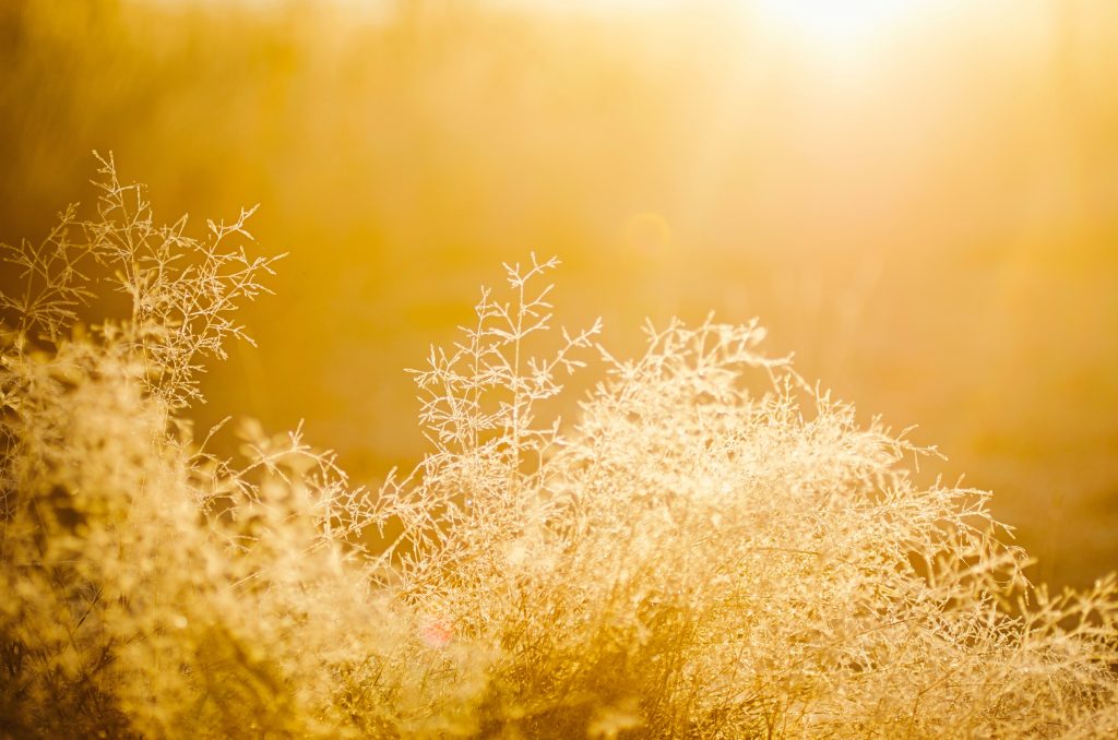 Luz do Sol em algumas plantas.