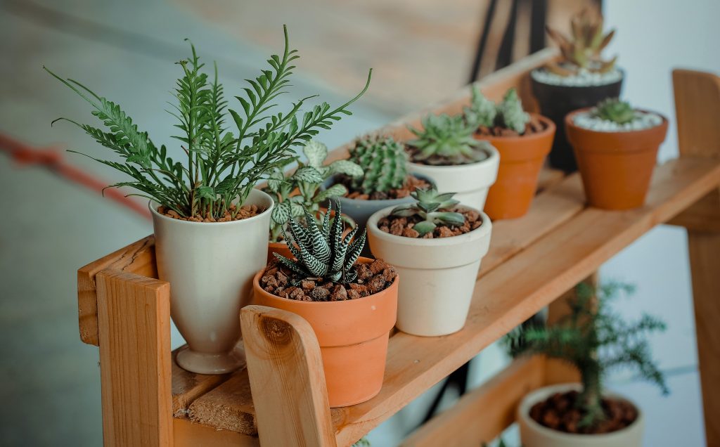 Prateleira com vasos de plantas.