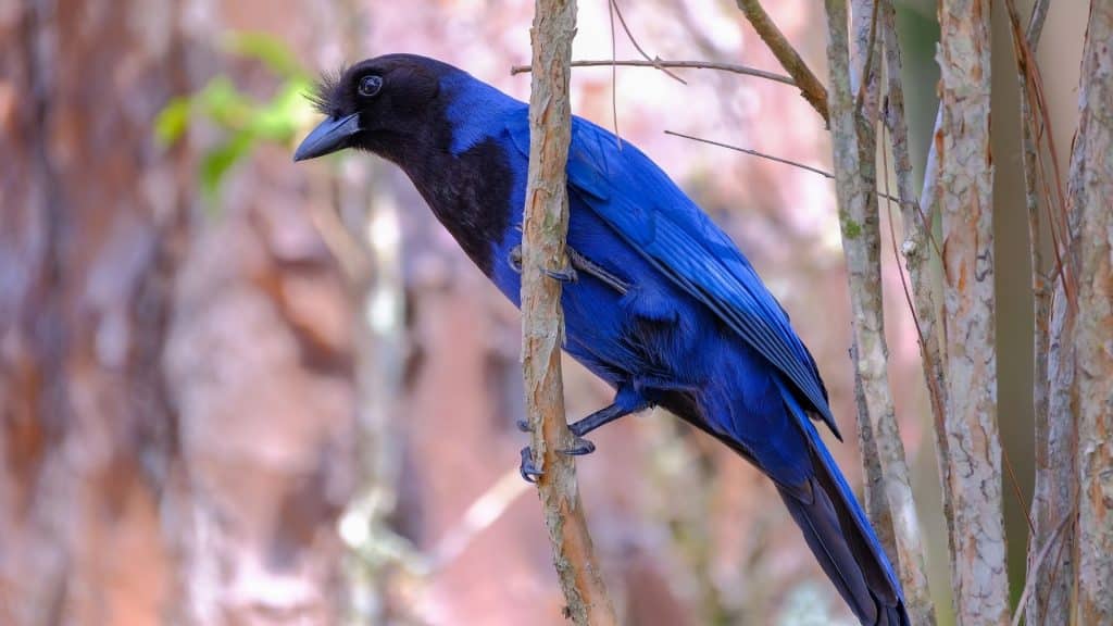 Uma gralha-azul num tronco.