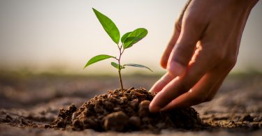 Mãos plantando uma muda.