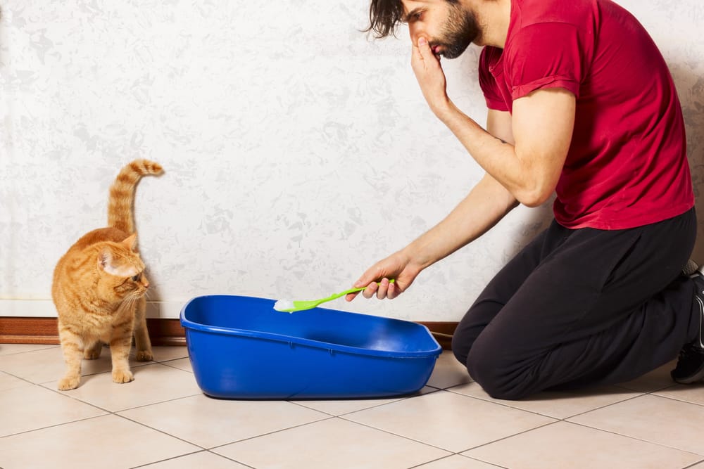 À esquerda, um gato laranja. No centro, uma caixa de areia e, à direita, um homem tapando seu nariz.