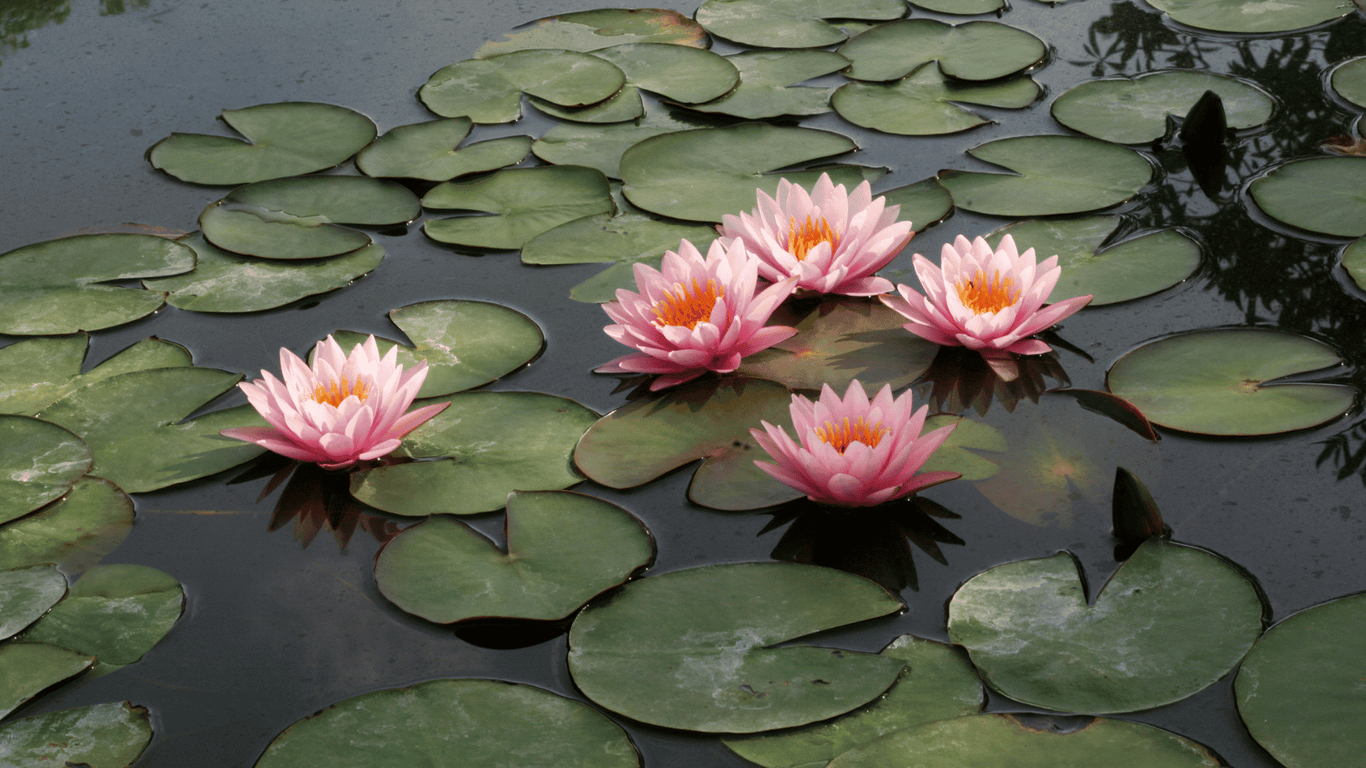 Diversas flores de lótus rosas na água flutuando ao lado de outras plantas aquáticas