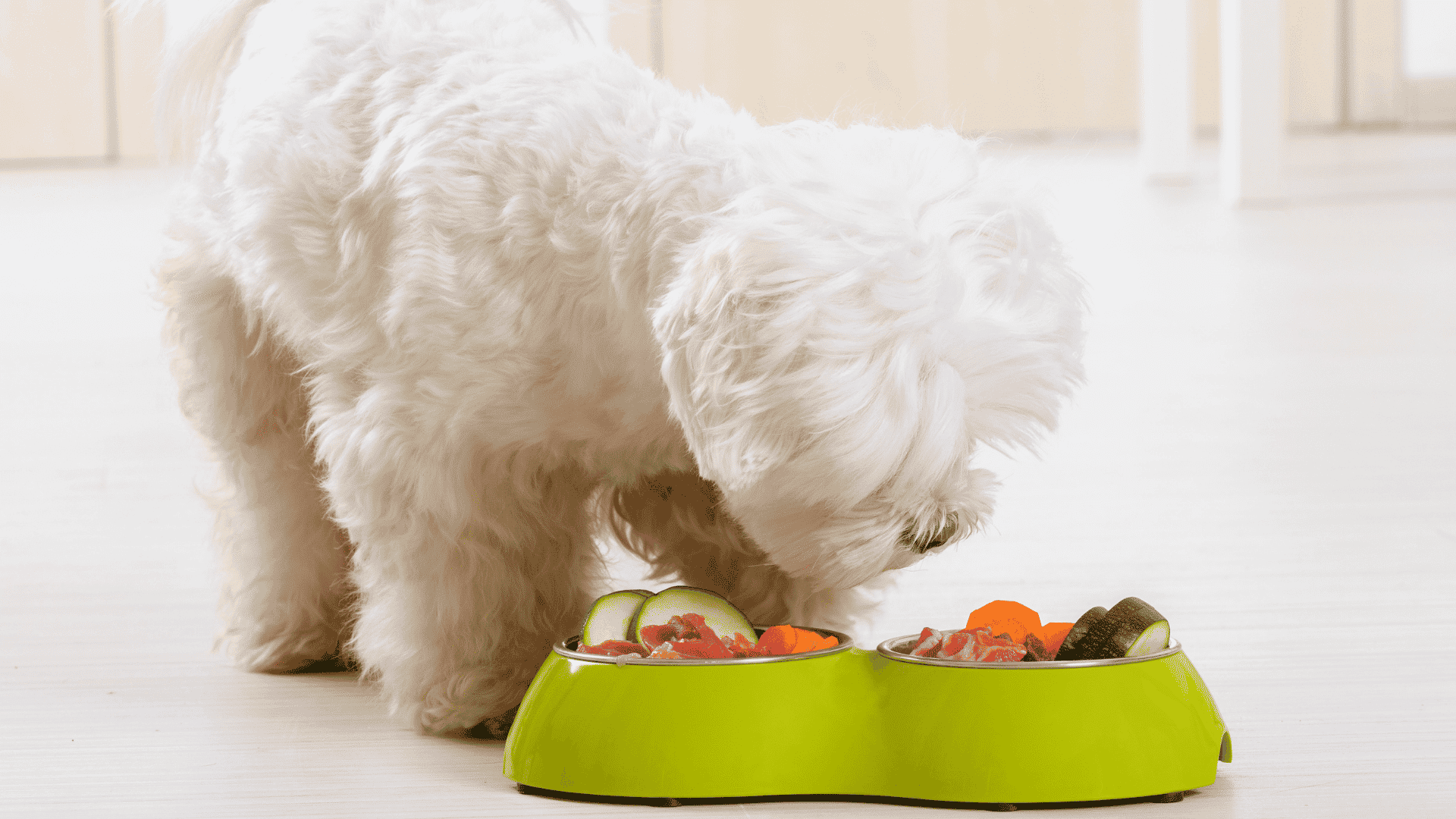 Cachorro branco olhando seu pote com comida natural contendo pepino, cenoura dentre outros alimentos