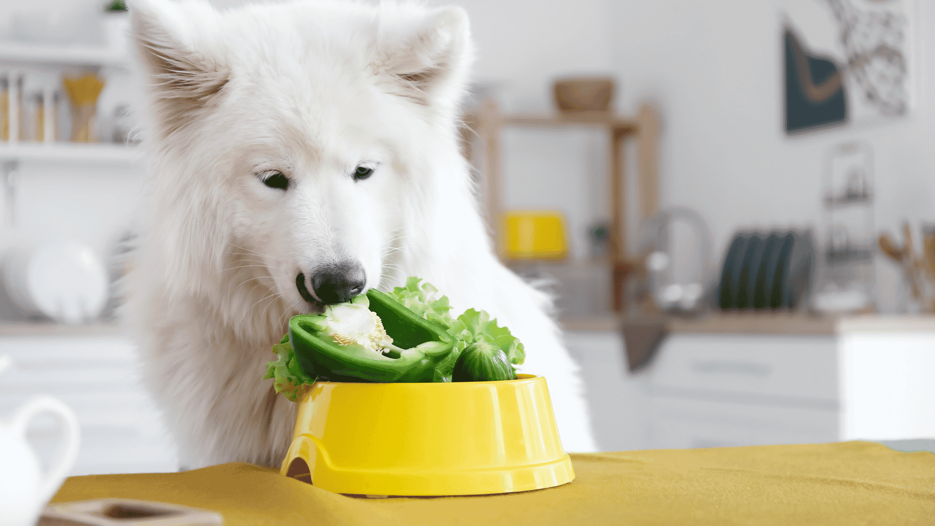Cachorro branco comendo em sua vasilha pimentão verde e alface 