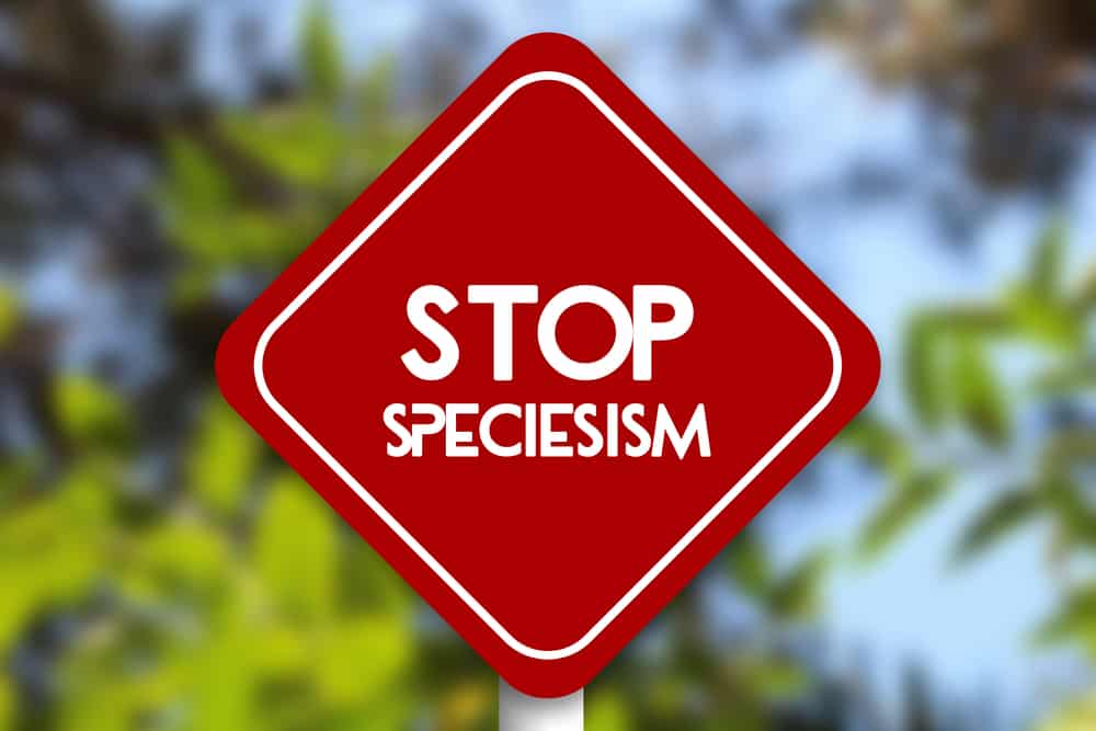 Uma placa escrita "stop speciesism".