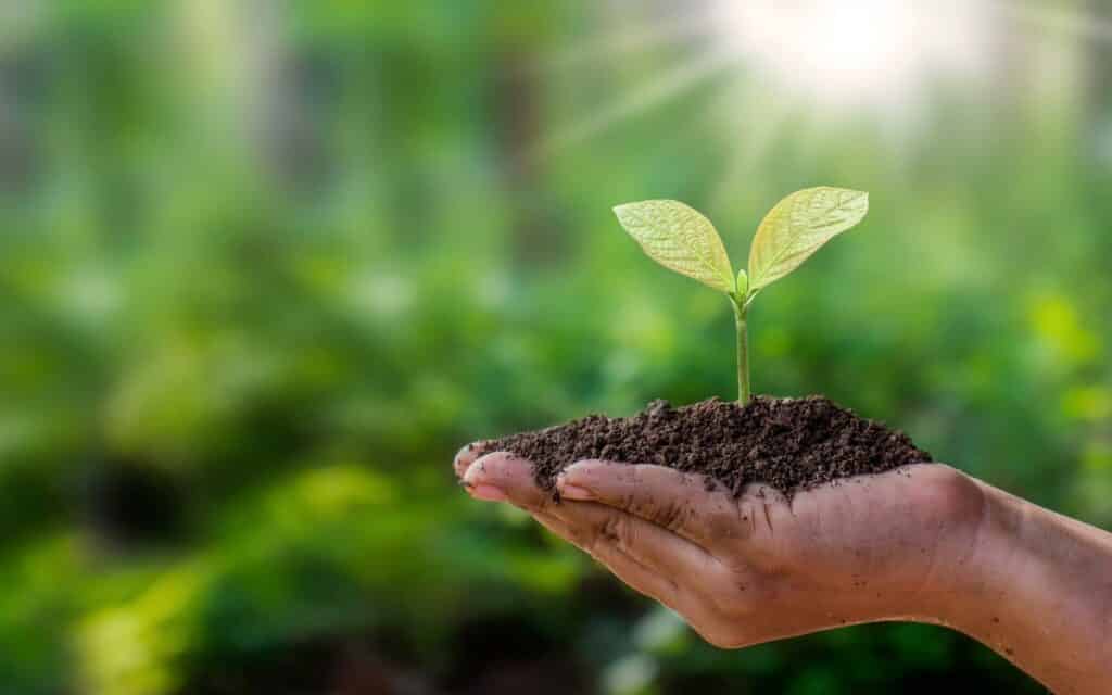 Uma pessoa segurando uma muda de uma planta.