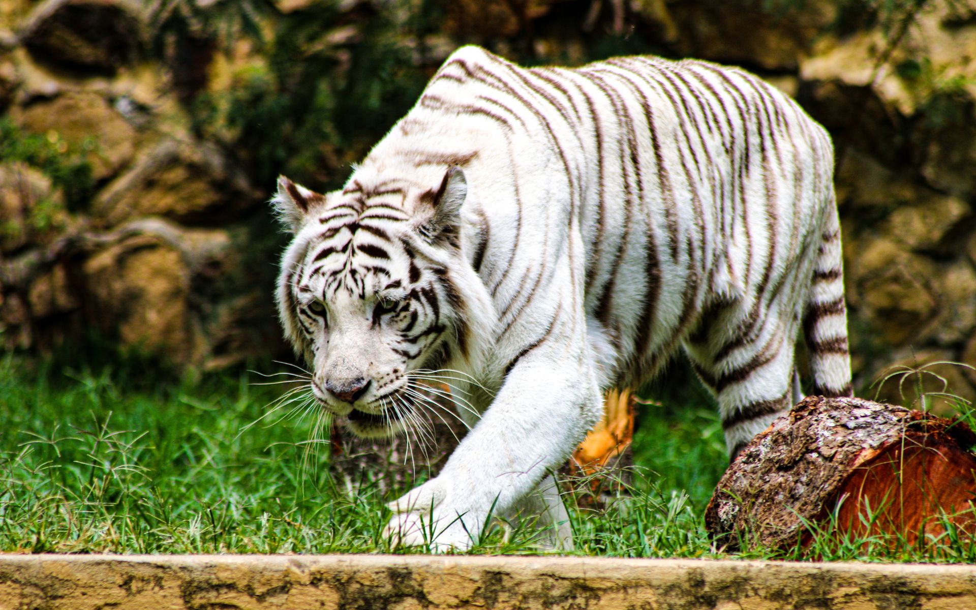 Um tigre branco andando.