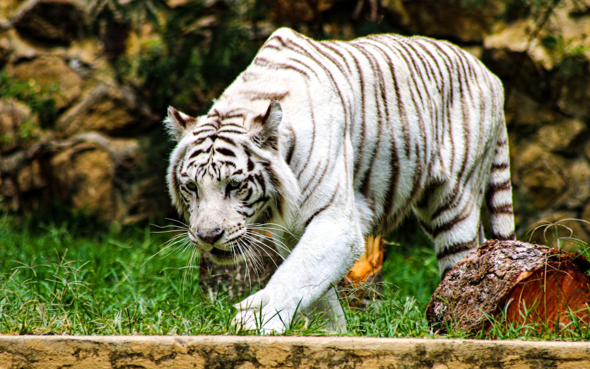 Um tigre com um rosto preto e branco e a palavra tigre nele