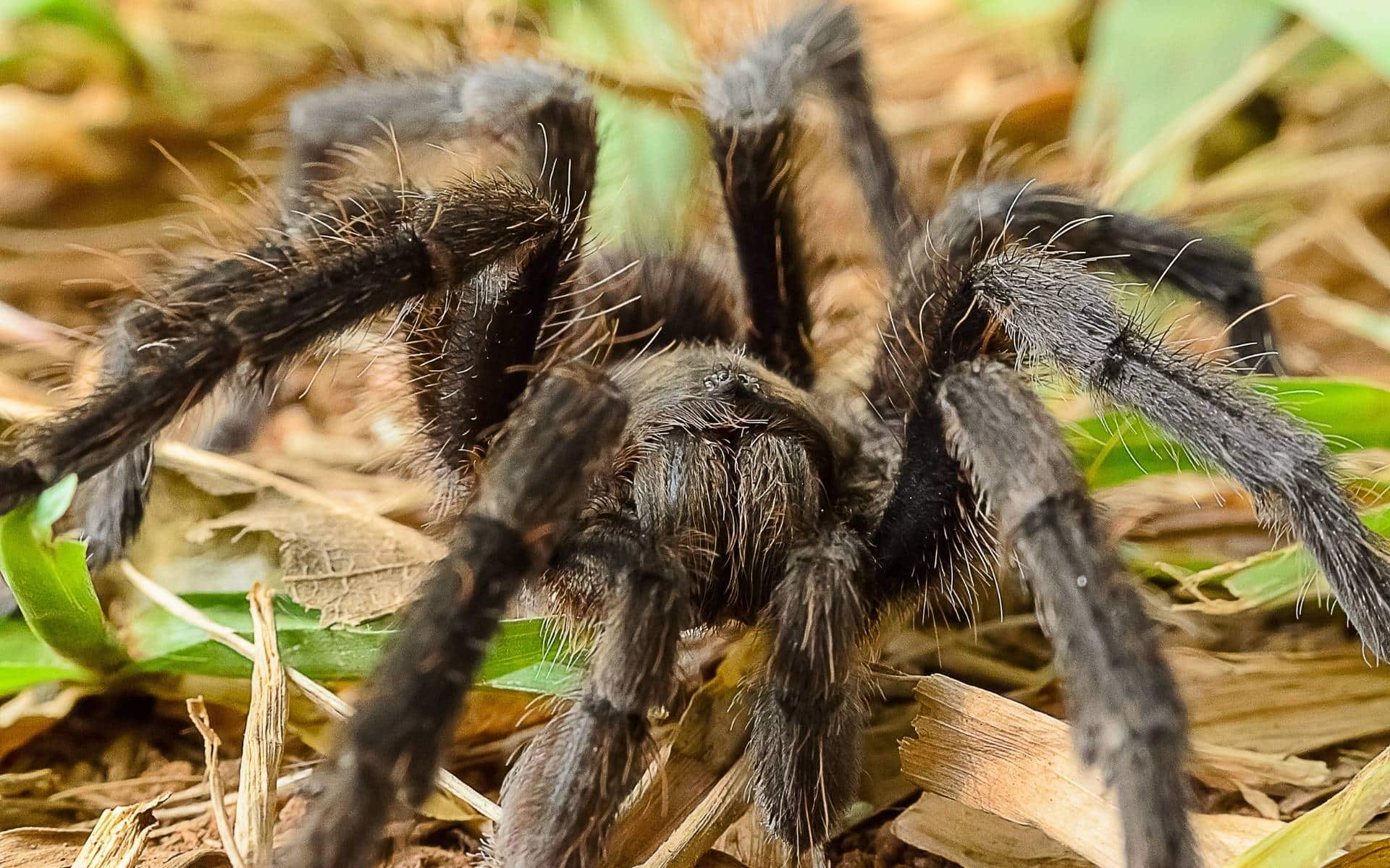 O que Significa Sonhar com Aranhas