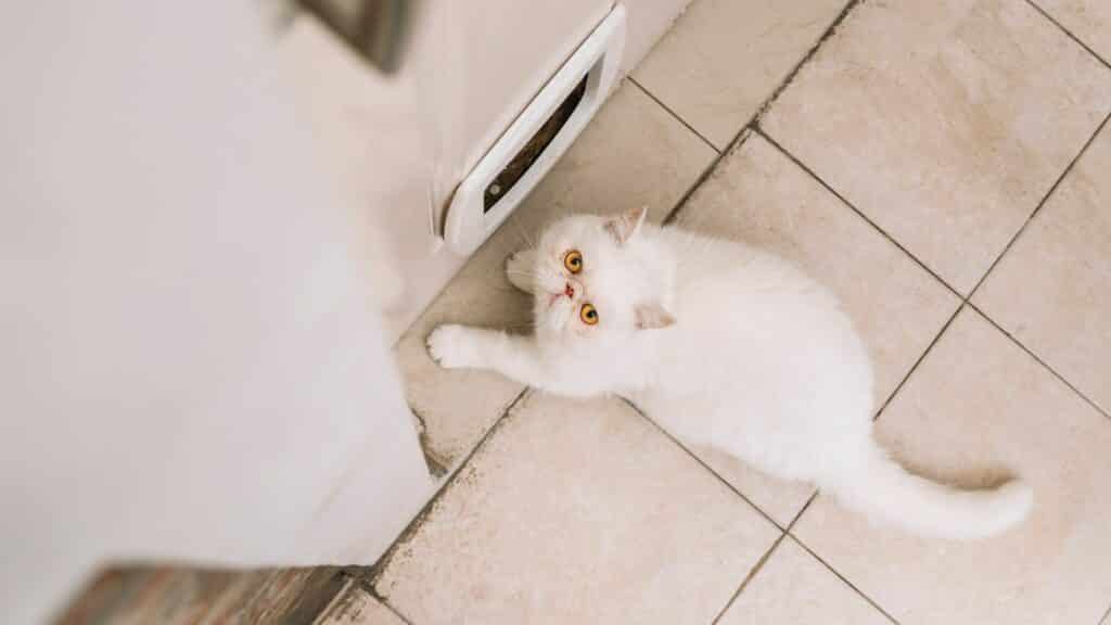 Um gato branco à beira de uma porta.
