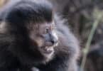 Um macaco preto de boca aberta.