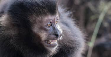 Um macaco preto de boca aberta.