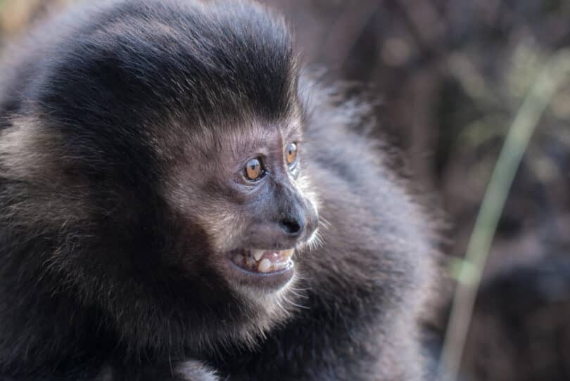 Um macaco preto de boca aberta.