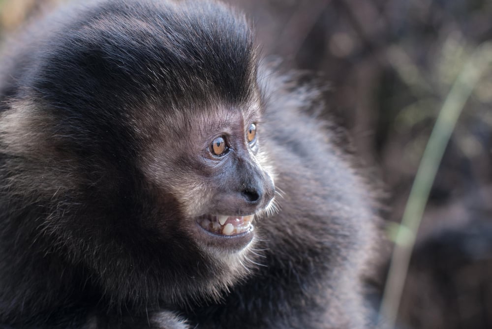 Desenho de macaco-aranha preto bonito andando