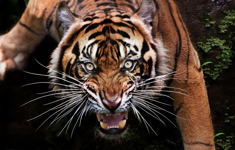 Um tigre exibindo suas presas.