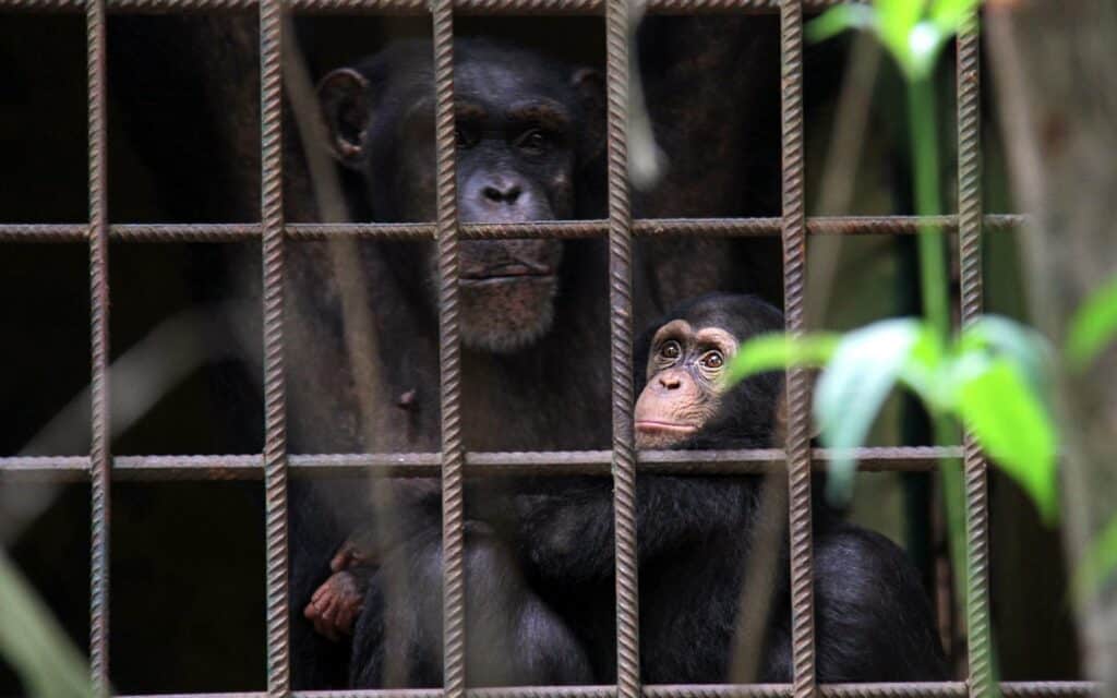 Dois macacos pretos presos numa gaiola.