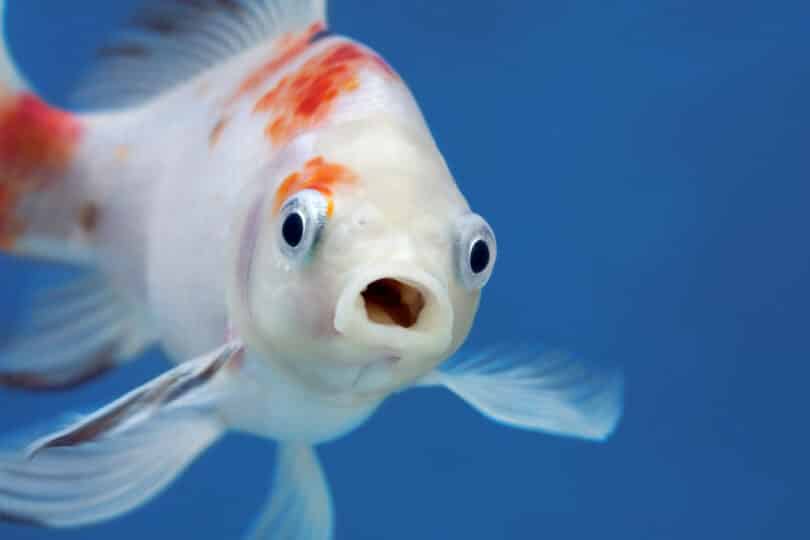 Um peixe branco.