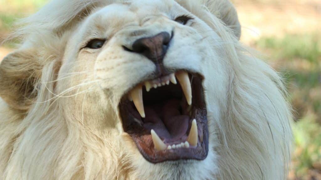 Um leão branco rugindo.