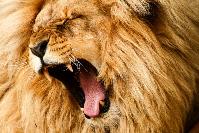 Um leão bocejando.