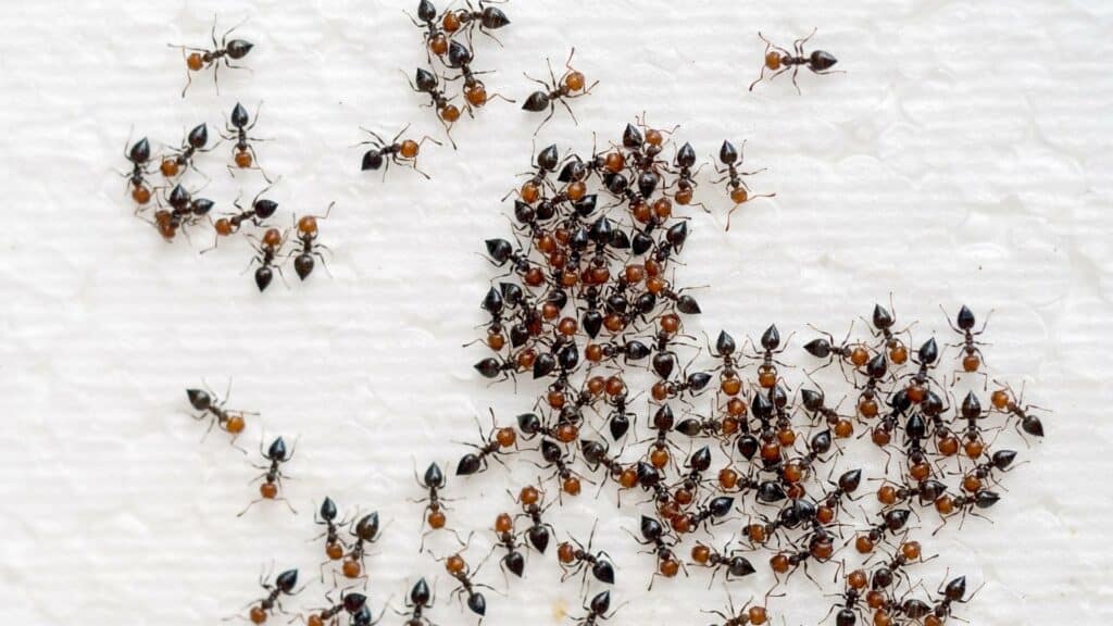 Vários formigas juntas.