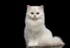 Um gato branco e peludo.