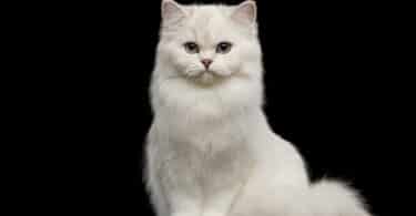 Um gato branco e peludo.