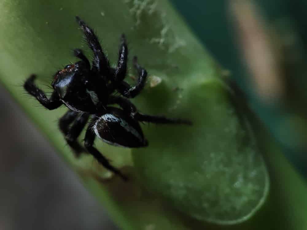 Uma aranha preta escalando um pedaço de bambu.