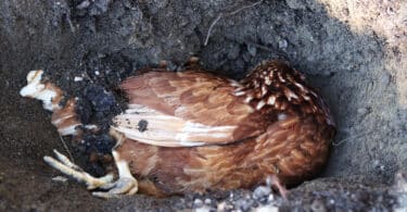 Uma galinha morta num buraco.
