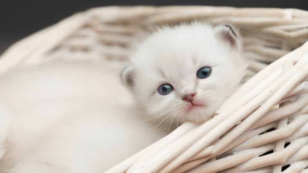 Um gato branco filhote dentro de uma cesta. 