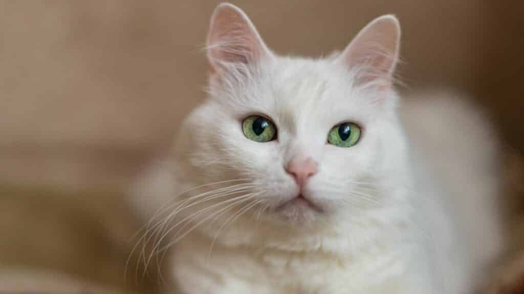 Um gato branco de olhos verdes.