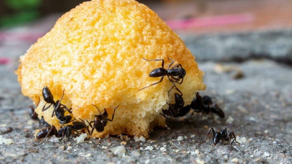 Várias formigas rodeando um pedaço de bolo.