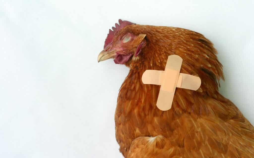Uma galinha morta com um curativo no pescoço.