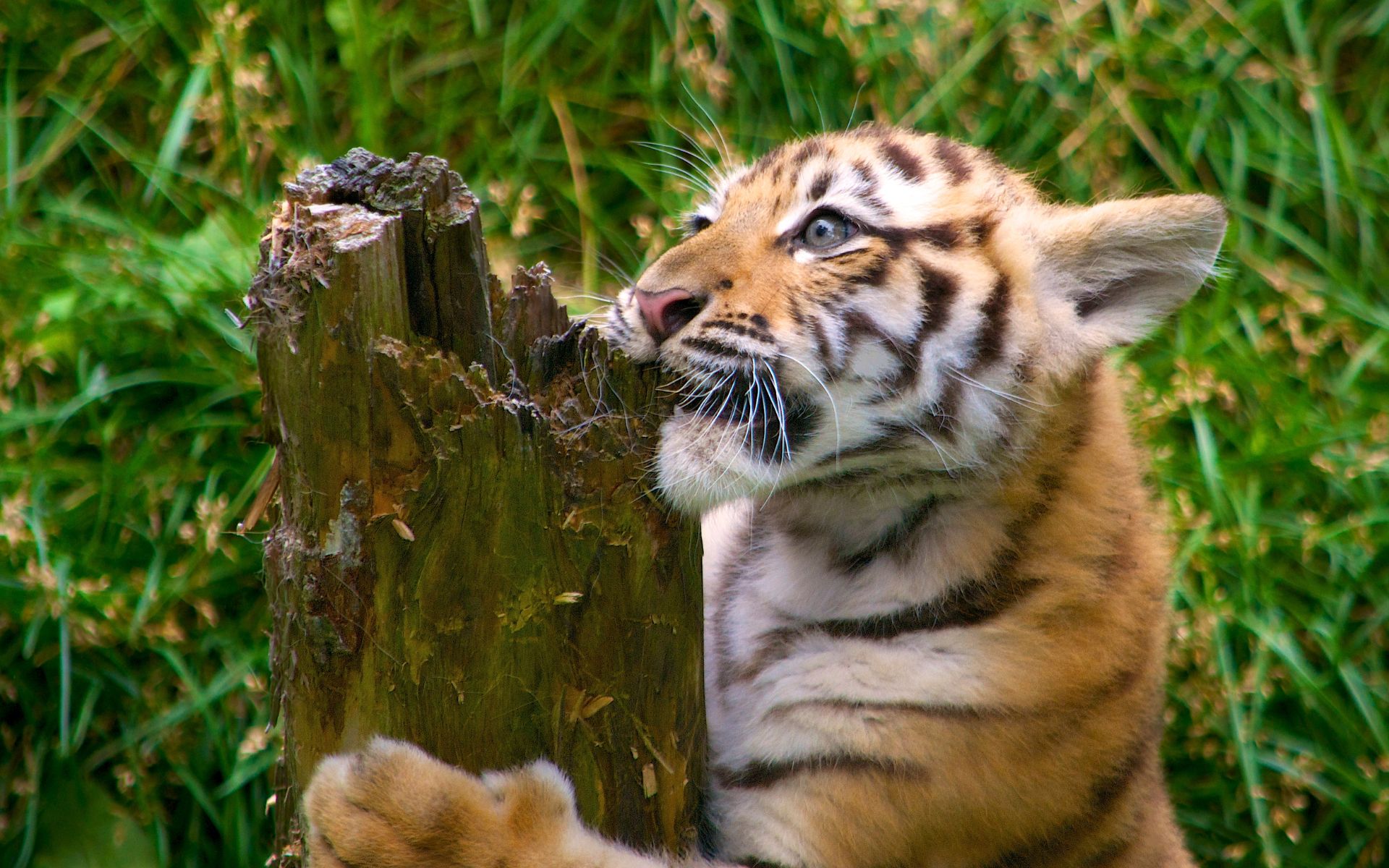 Um tigre filhote mordendo um tronco de madeira.