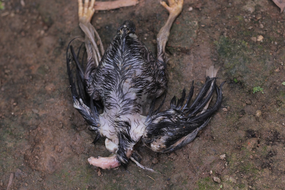 Uma galinha preta morta na terra.
