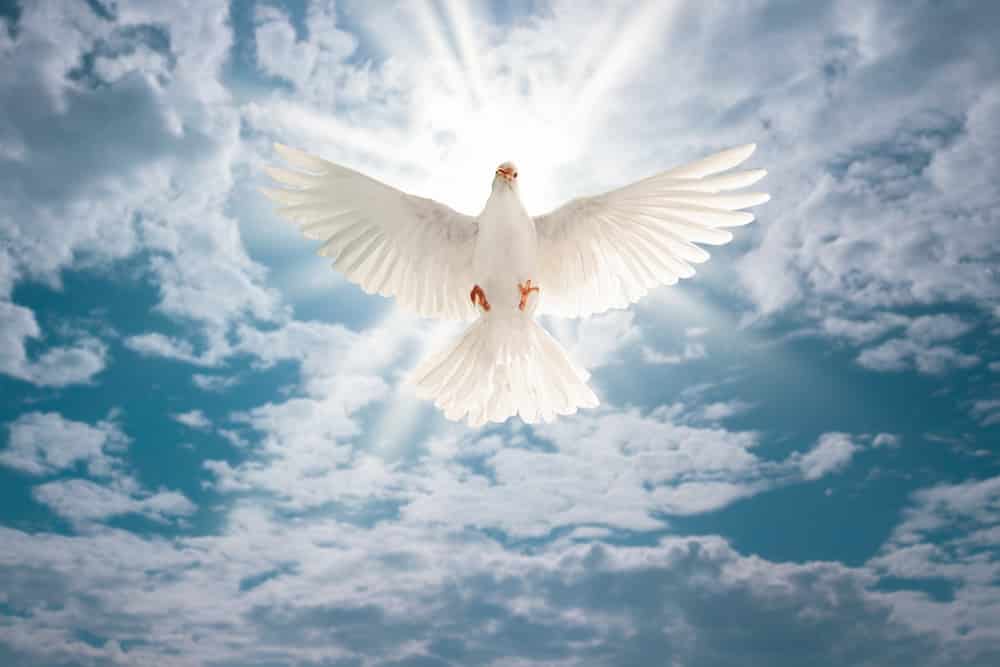 Uma pomba branca de asas abertas voando no céu com a luz do sol batendo em si representando a Pentecostes