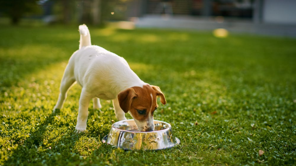 Cachorro no meio da natureza comendo em seu pote