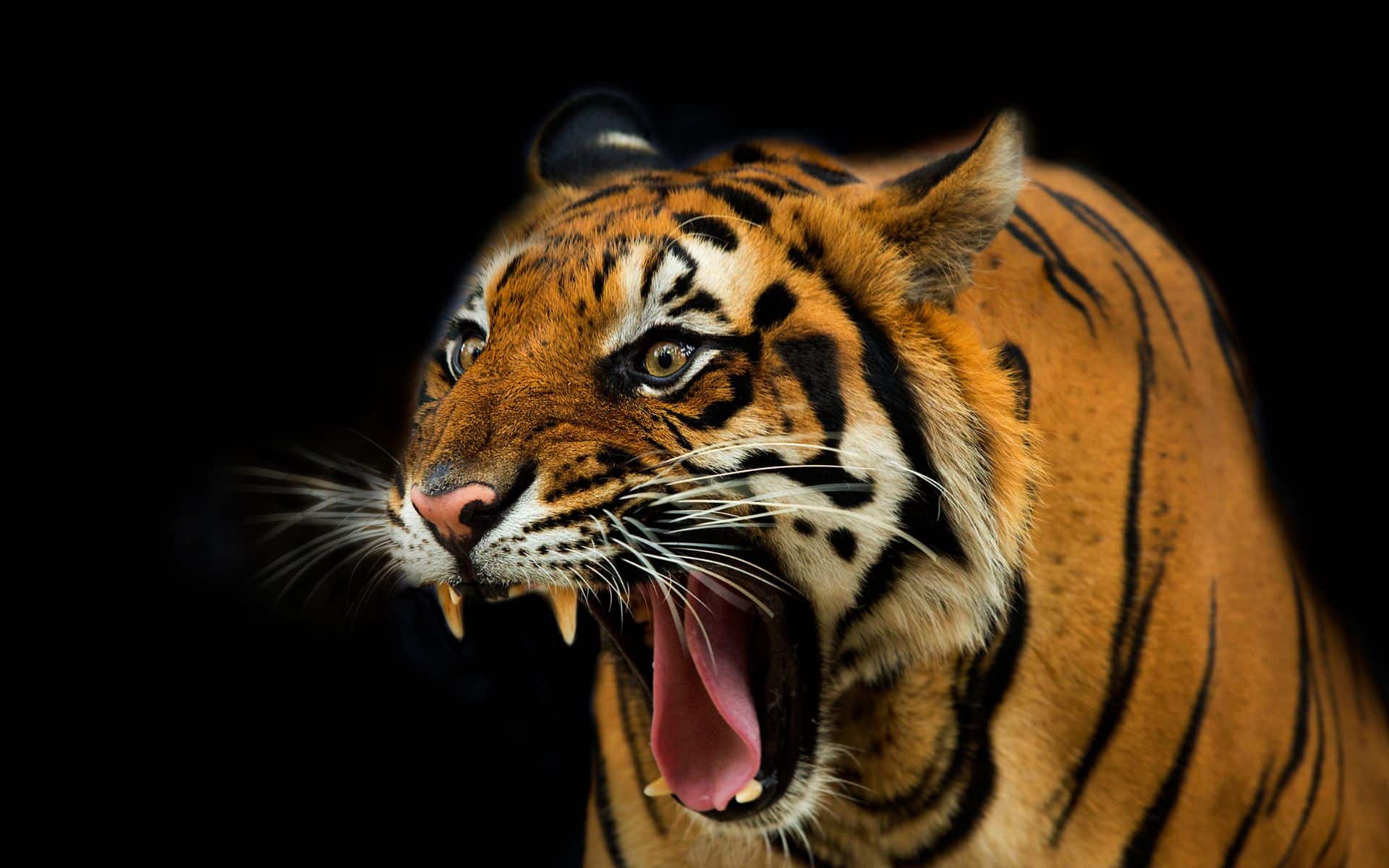 Um tigre abrindo a sua boca.