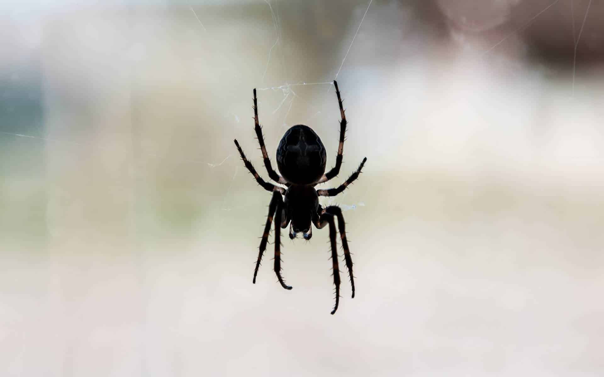 Uma aranha preta num vidro de uma janela.