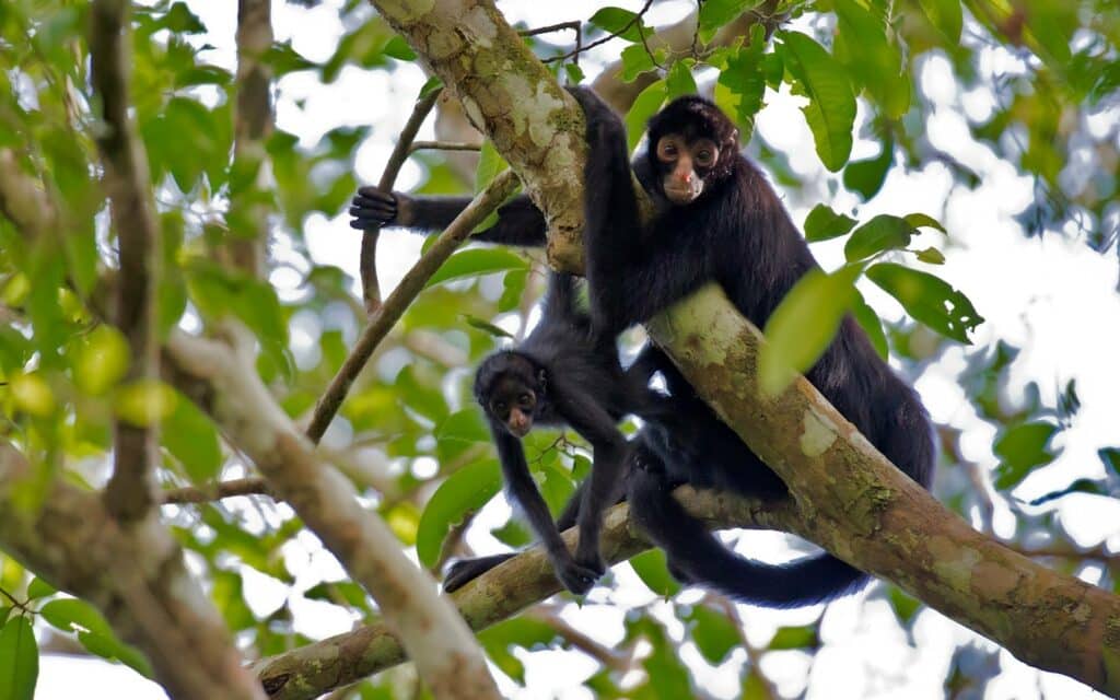 Pequenos macacos filhotes pendurados numa árvore.