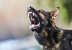 Cachorro Pastor Alemão preto com cara de bravo latindo para o alto